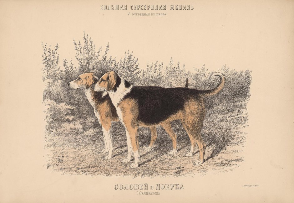 Бурбюль Южна Африканский