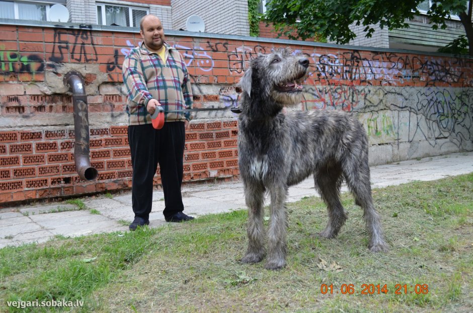 Брабантские булленбейсеры