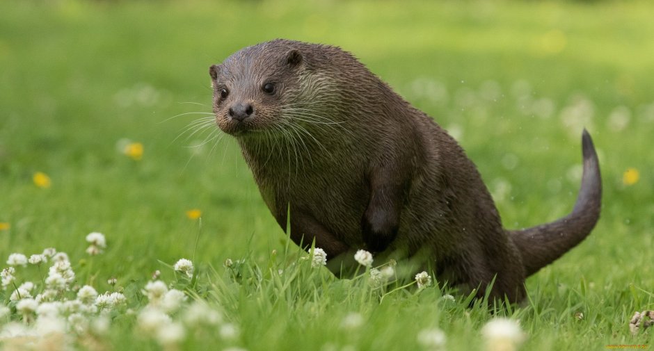 Выдра и ондатра