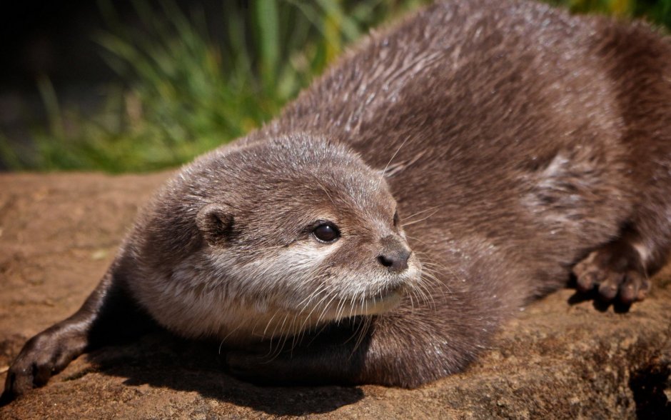 Северный калан