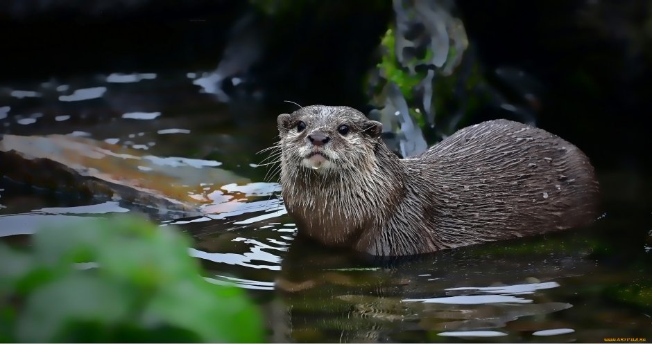 Колан нутрия выдра