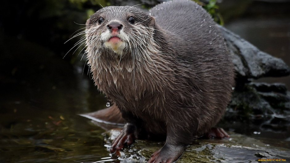 Нутрия ондатра Бобр