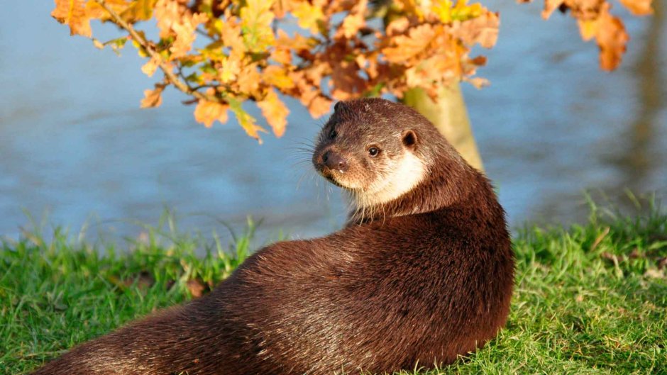 Выдра Котаро