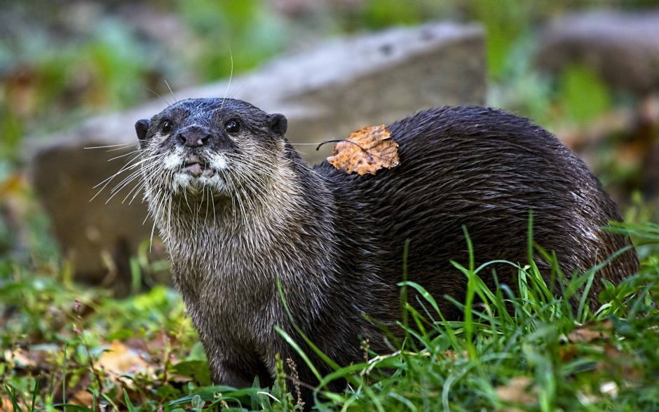 Выдра ондатра норка
