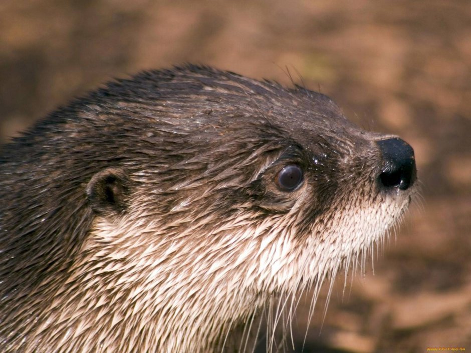 Выдра ондатра нутрия