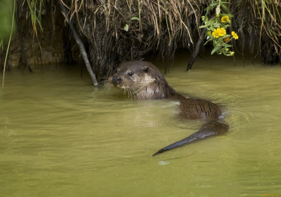 Выдры водосвинка ондатра