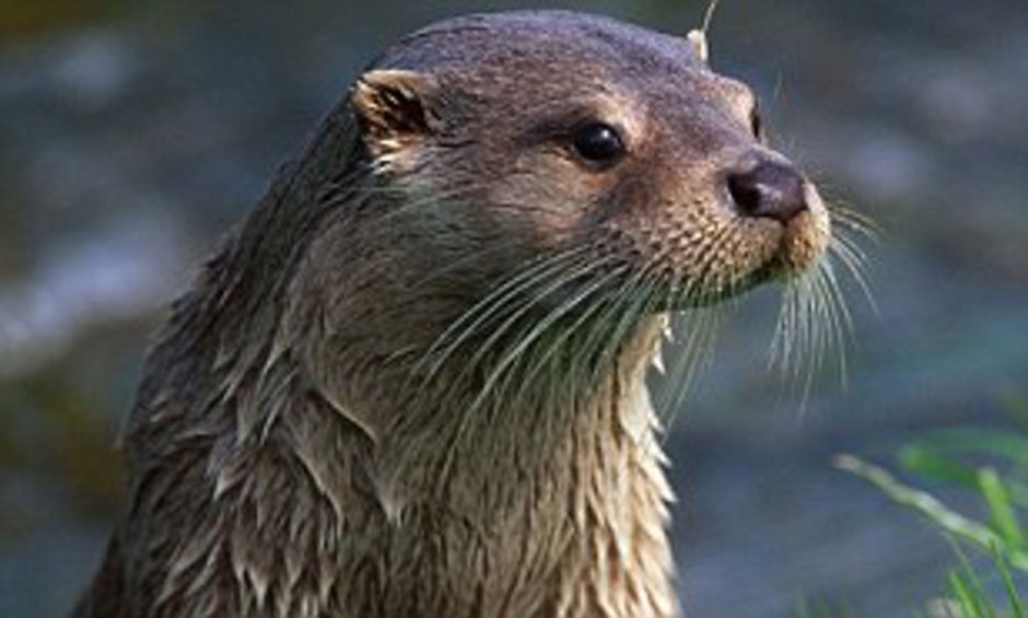 Речная выдра норка