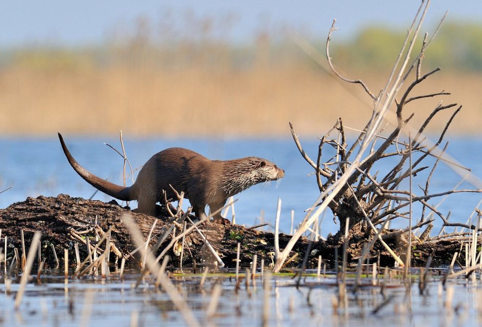 Аризонская выдра