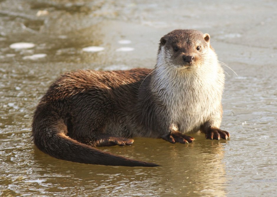 Выдра ондатра нутрия