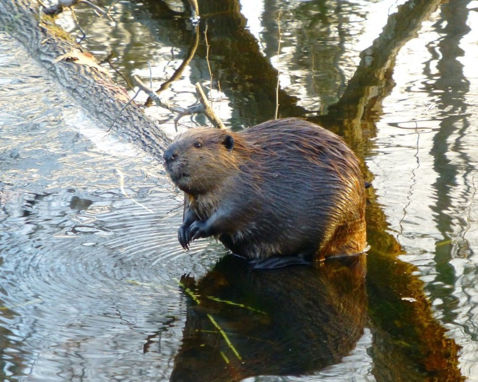 Пиренейская выдра