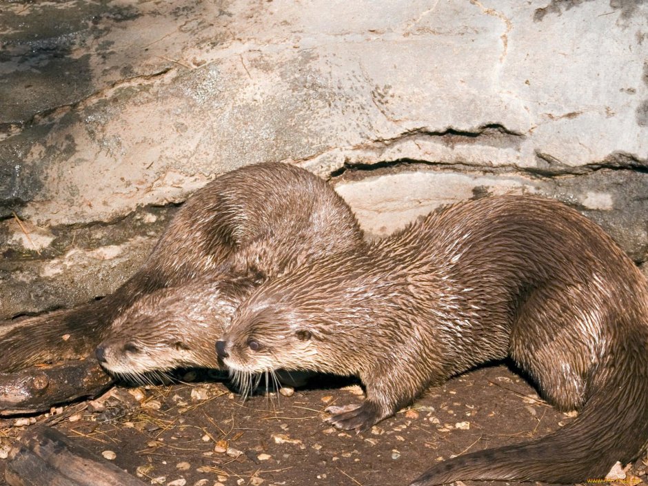 Бобр ондатра выдра
