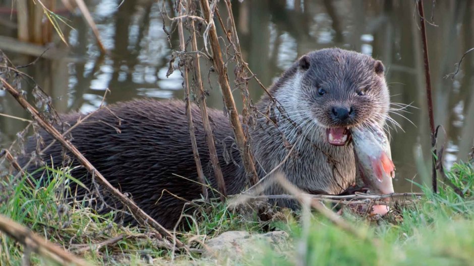Выдра и ондатра