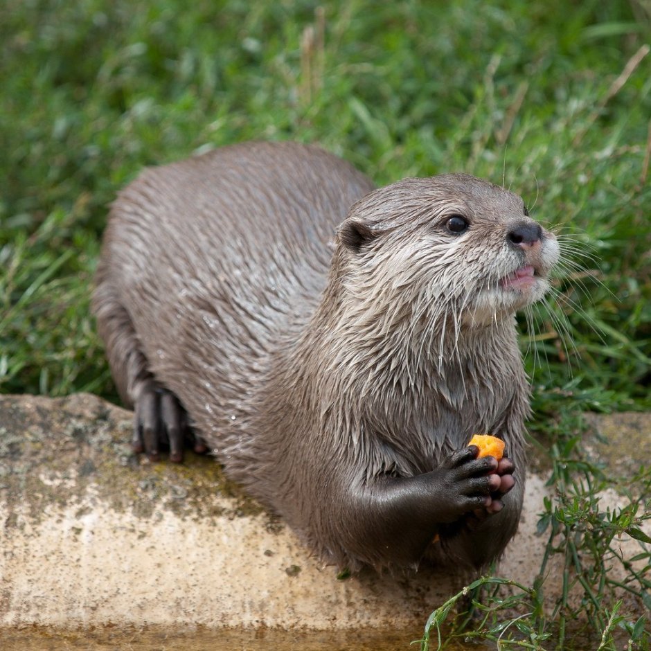 Выдра Речная
