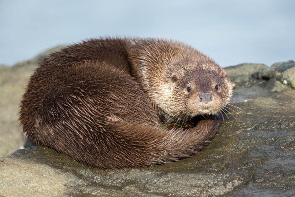 Березинский заповедник бобры