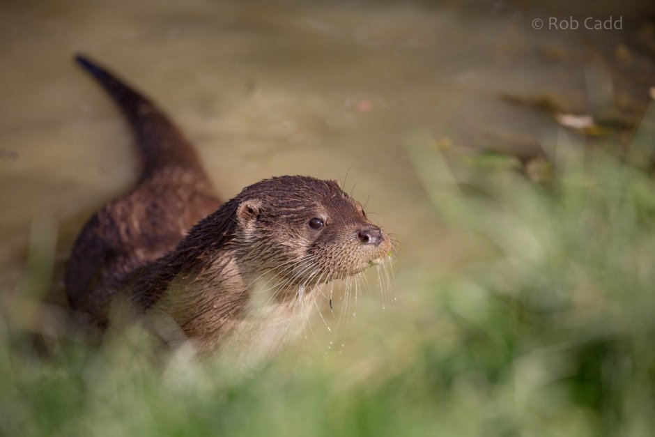 Eurasian Otter
