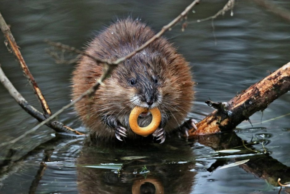 Бобр и ондатра