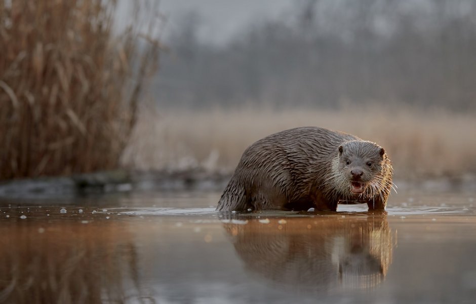 Калан Дальневосточный