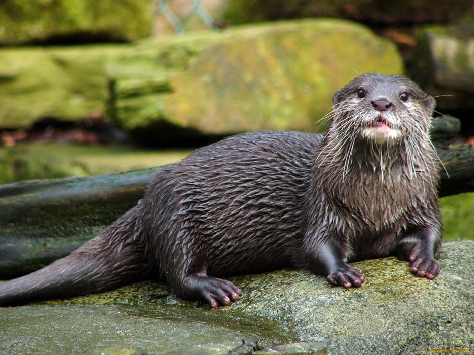 Ондатра черная