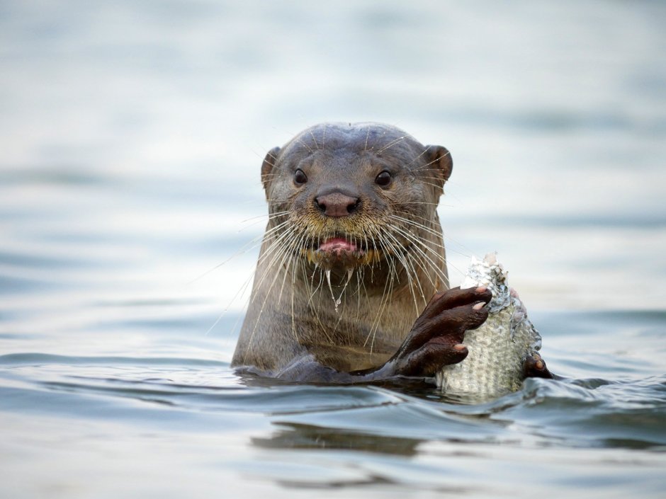 Выдра ондатра нутрия бобер