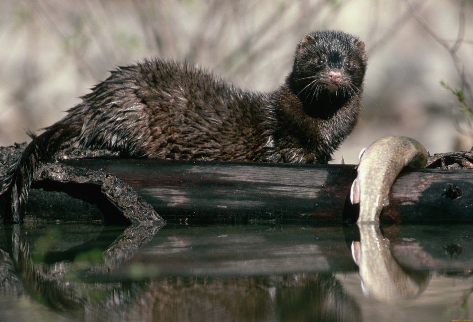 Выдра Речная зимой
