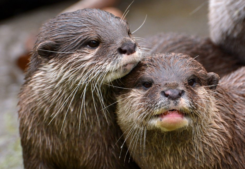 Речная выдра в Башкирии