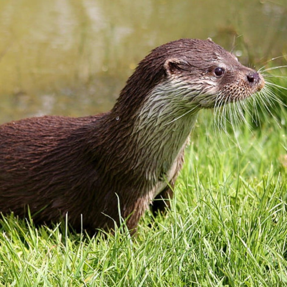 Выдра ондатра нутрия
