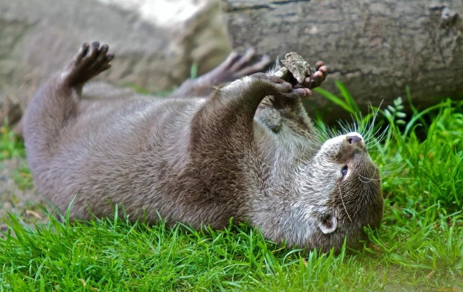 Выдра Речная зимой