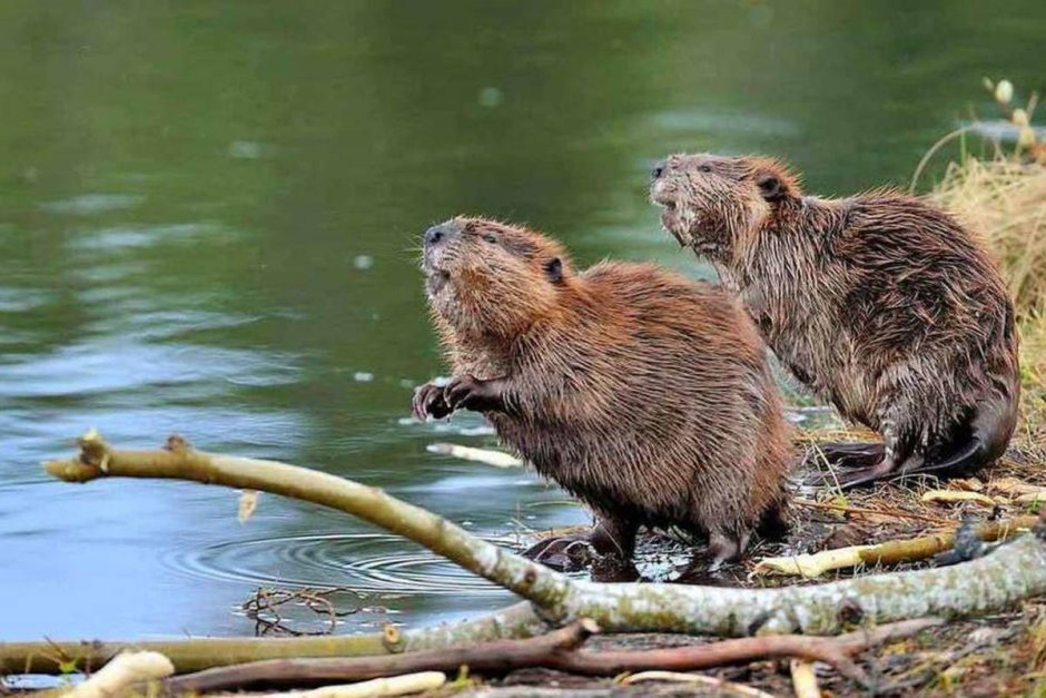 Аберрантная выдра