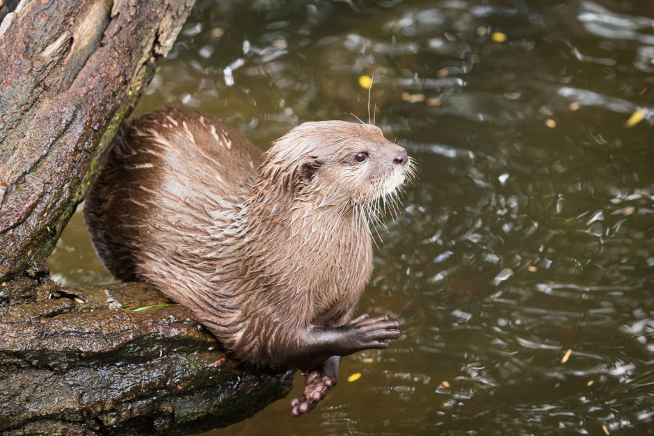 Морская выдра и Речная выдра