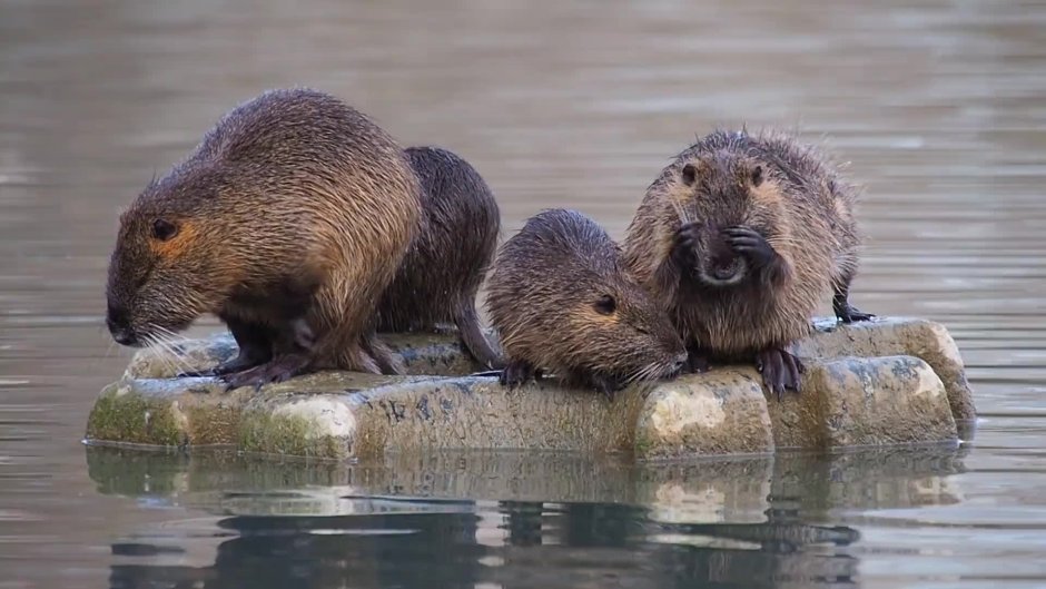 Канадский Бобр (Castor canadensis)