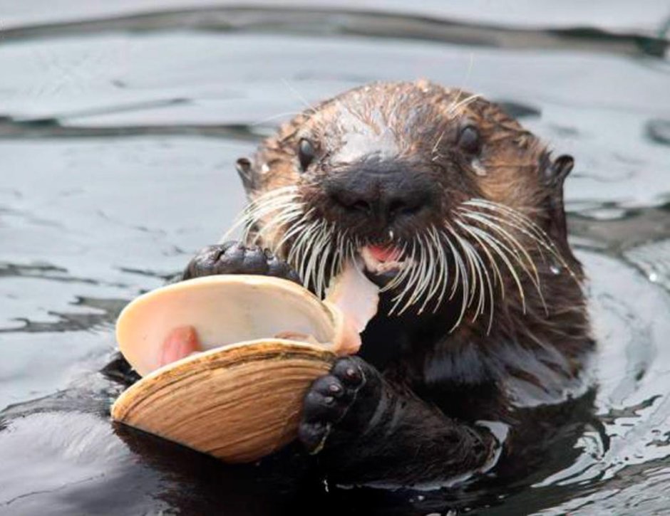 Ондатра хищник