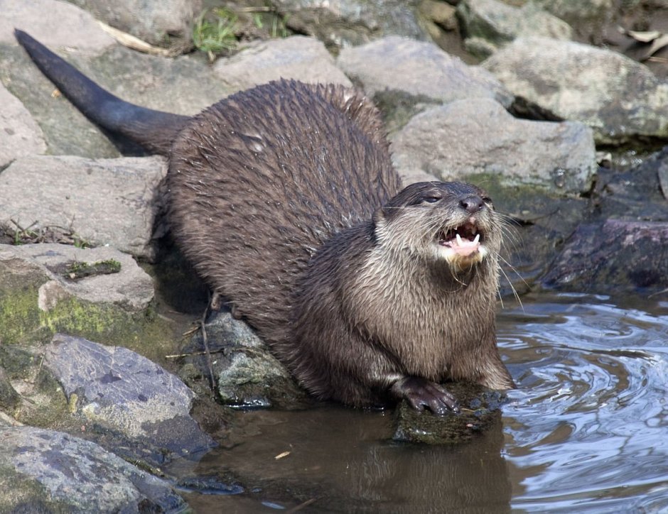 Азиатская бескоготная выдра