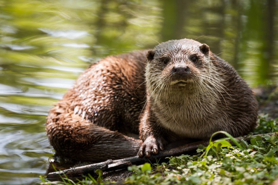 Выдра Речная