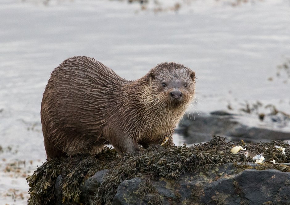 Калан морская выдра кушает