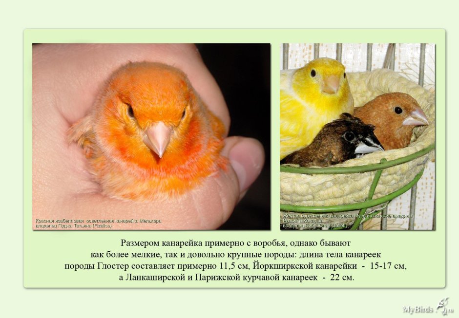 Зебристая канарейка