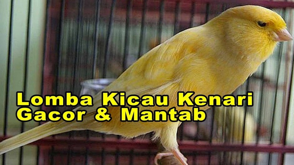 Кенар и канарейка