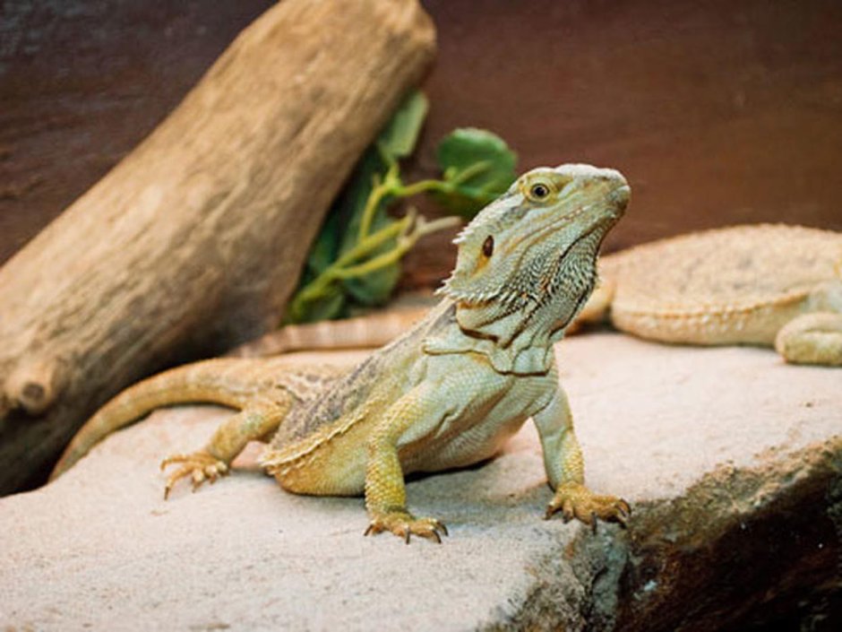 Unusual Lizard