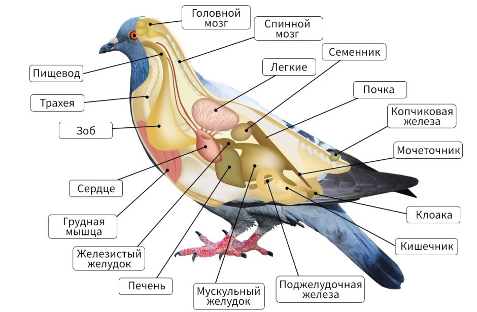 Клюв насекомоядных птиц