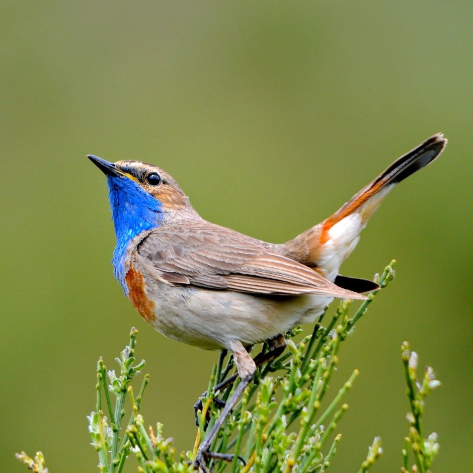 Sialia currucoides