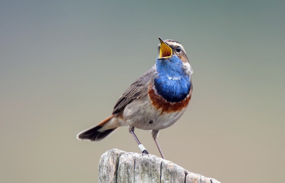 New Zealand Birds