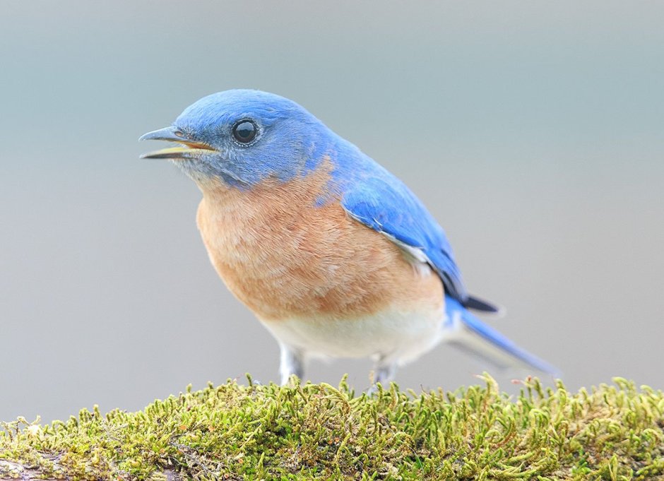 Bluebird птица
