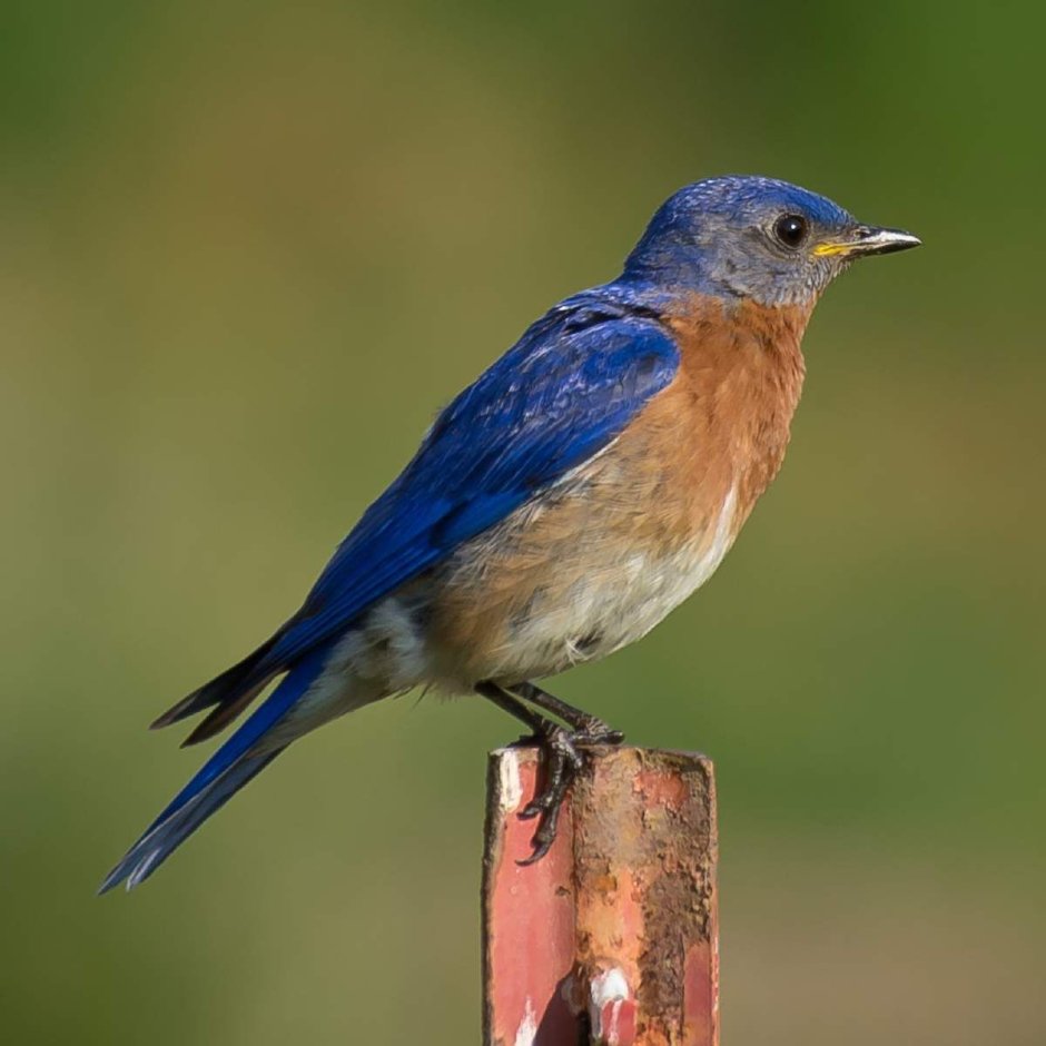 Mountain Bluebird