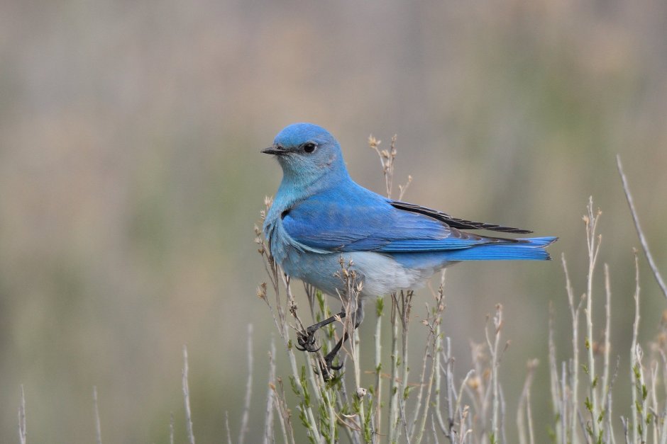 Mountain Bluebird птица