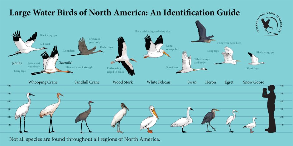 Crane Bird vs Stork