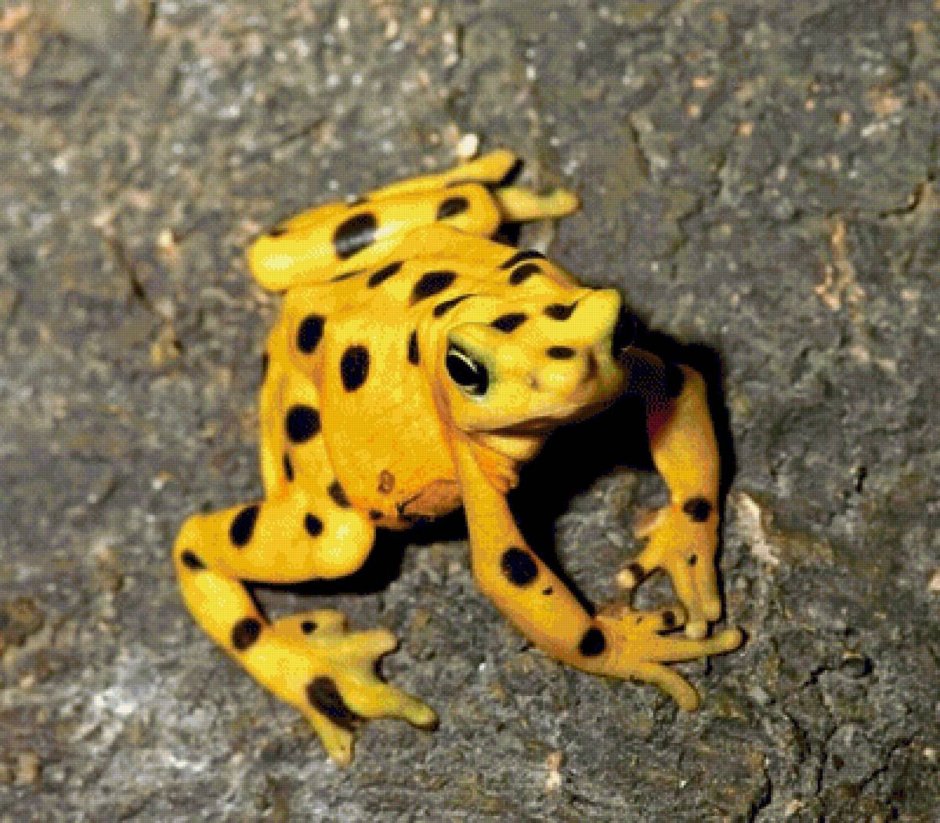 Golden Poison Dart Frog