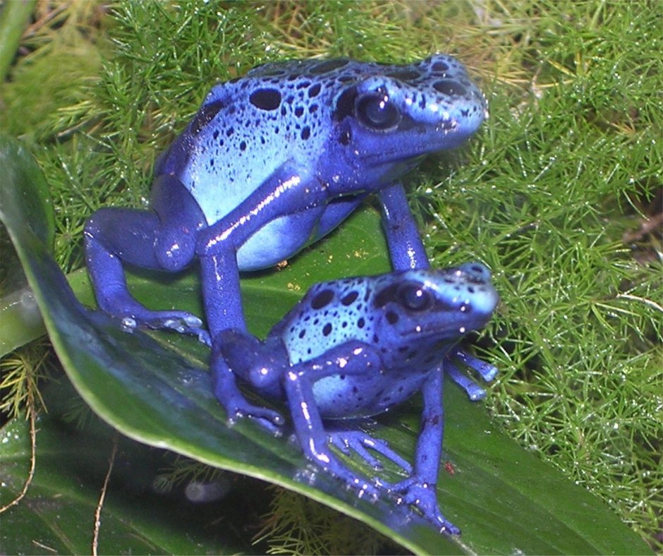 Atelopus zeteki