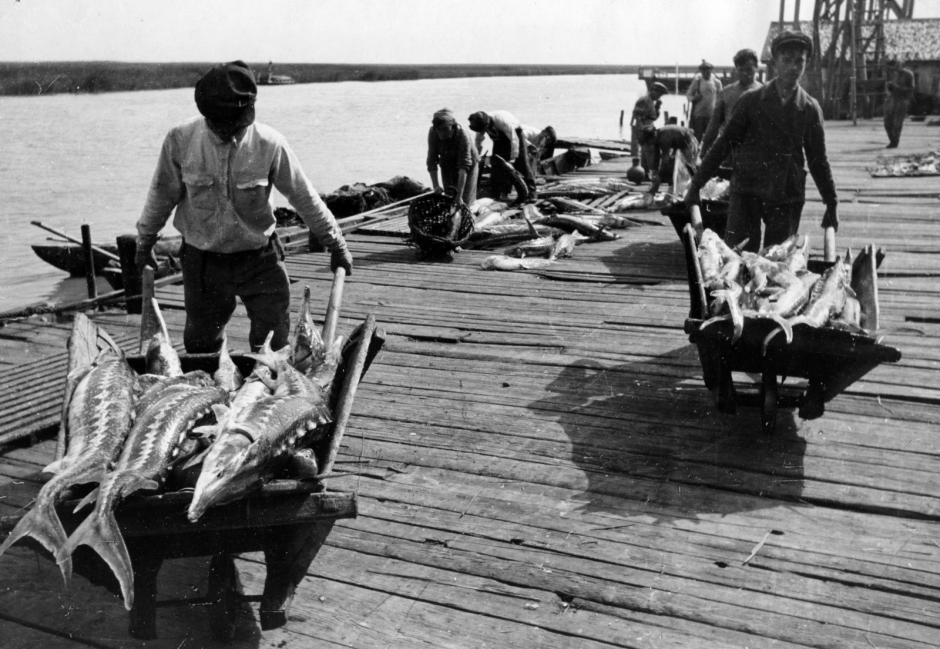 Завод осетровых Азовское море