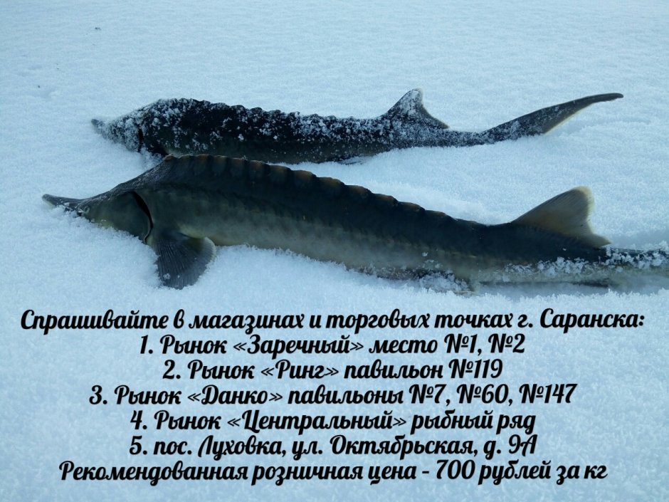Рострум у осетра