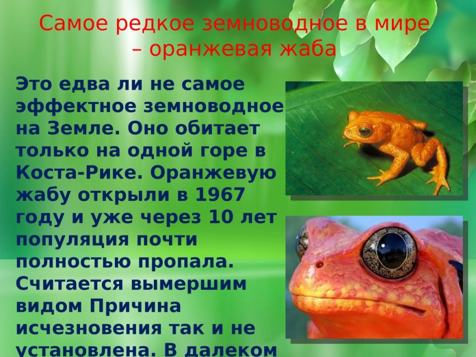 Интересные факты о земноводных животных