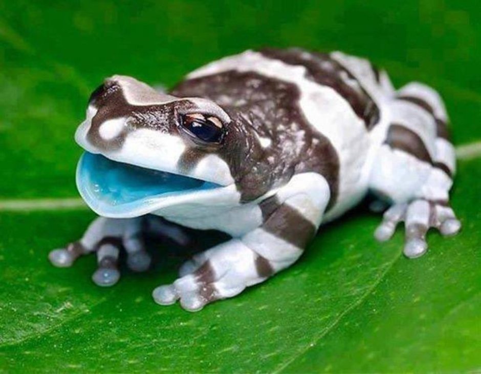 Вип лягушка